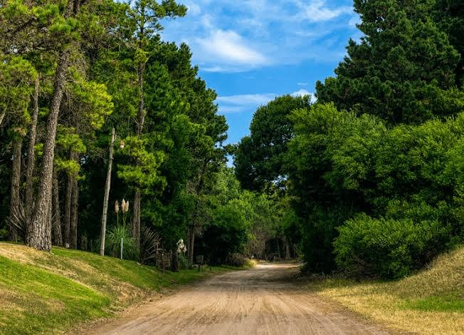 Camino de arena rodeado de árboles en Mar de las Pampas
